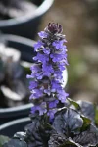 ajuga 'Black Scallop'