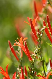 Flame Acanthus