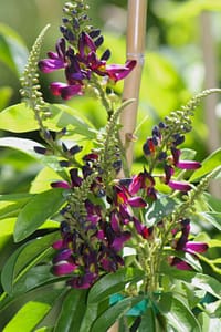 Evergreen Wisteria blooms Vivero Growers Nursery Austin TX