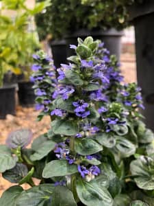 Ajuga Flowering plants