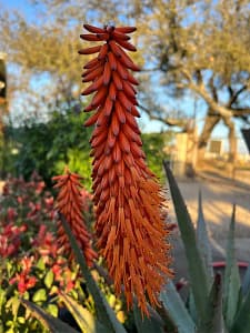 Aloe ferox 'Tangerine'