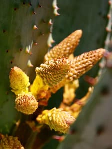 Aloe marlothi