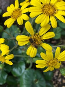 Ligularia Farfugium Flowering Plant, Perennial and Ornamentals