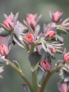 Echeveria Succulent Bloom 