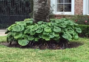 Ligularia-Farfugium several