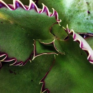 Kalanchoe synsepala